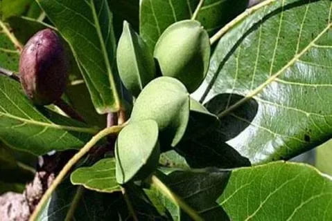 تصویر 3 از خرید جدید ترین انواع بادام درختی گرمسیری